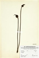 藏品(野菰)的圖片